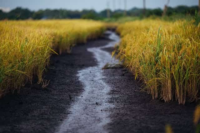 Muddy Road Dream Meaning 