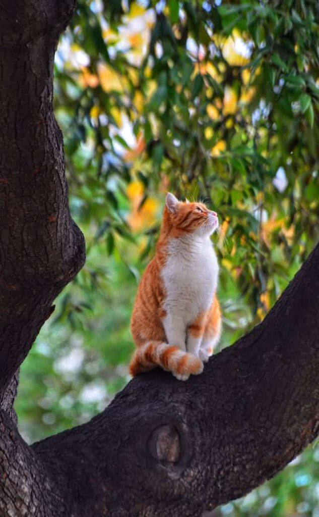 Orange Cat Dream Meaning