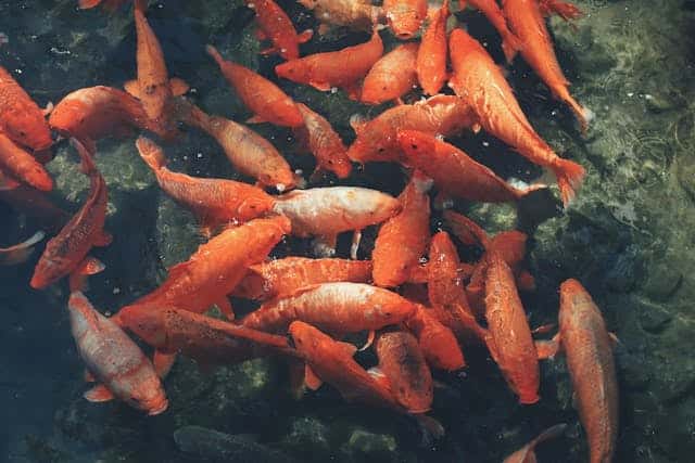 Orange Fish Dream Meaning