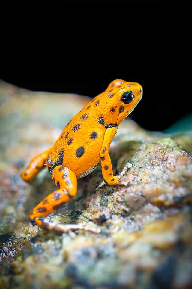 Orange Frog Dream Meaning