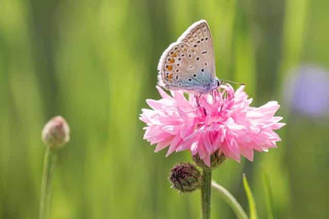 Pink Butterfly Dream Meaning