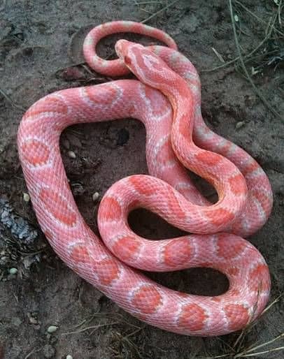 Pink Snake Dream Meaning