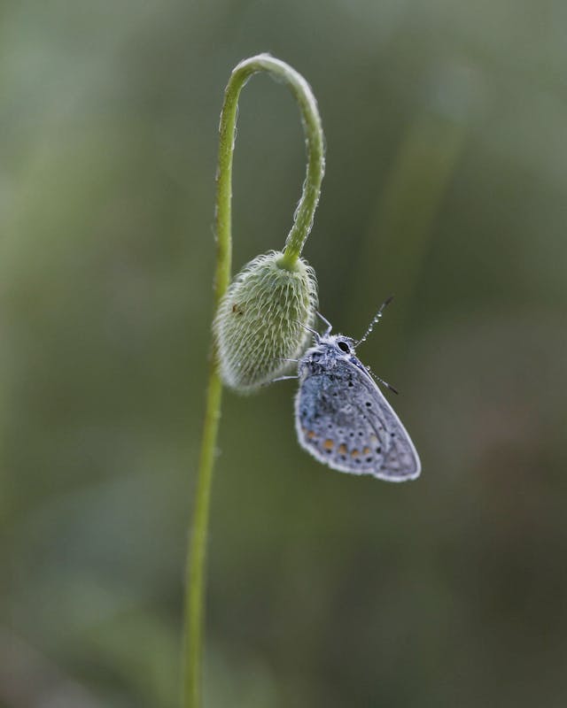 Purple Butterfly Dream Meaning