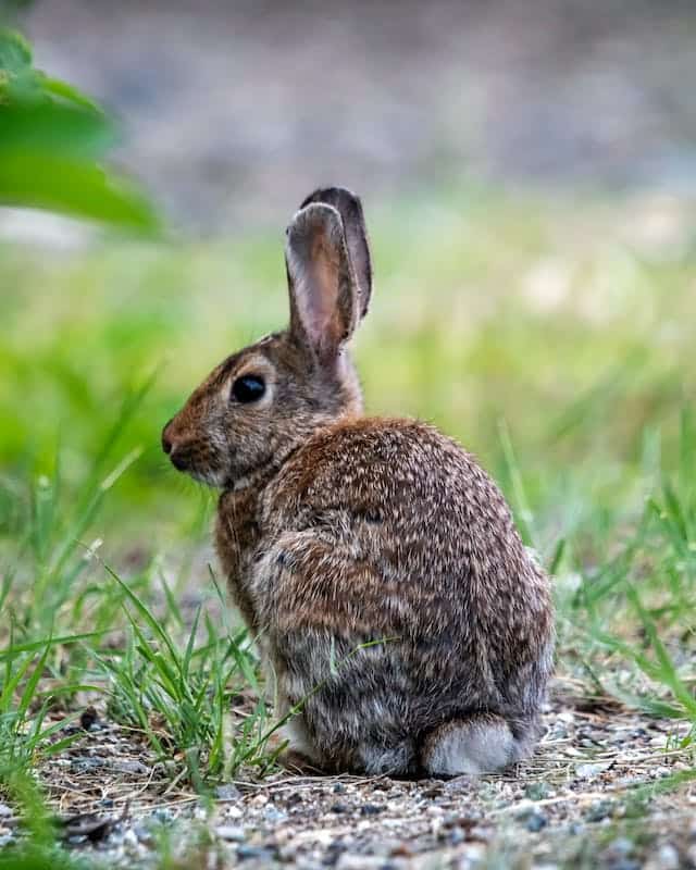 Rabbit Dream Meaning