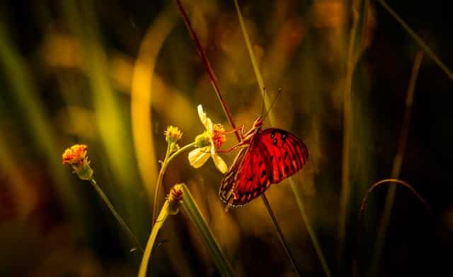 Red Butterfly Dream Meaning