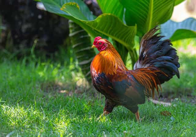 Red Rooster Dream Meaning