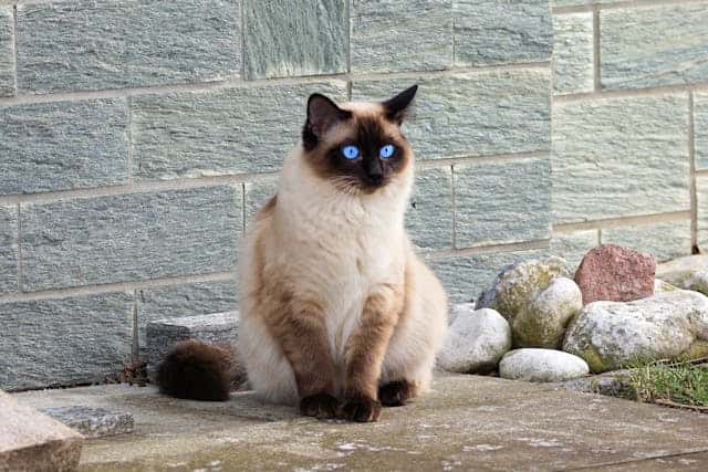 Siamese Cat Dream Meaning