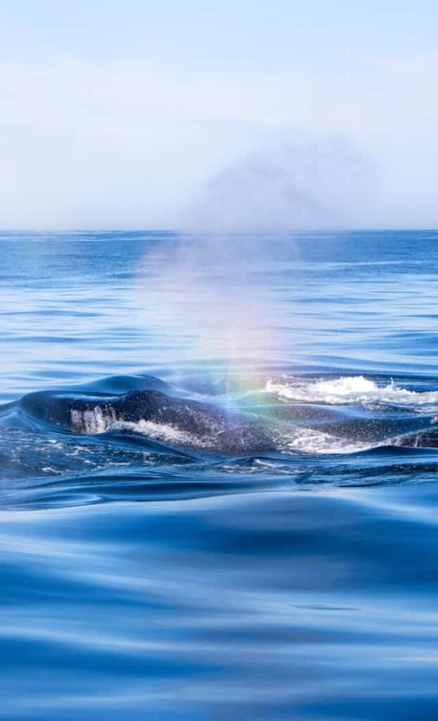 Swimming in a Turbulent Ocean Dream Meaning