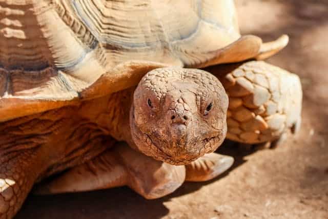 Turtle on The Road Dream Meaning