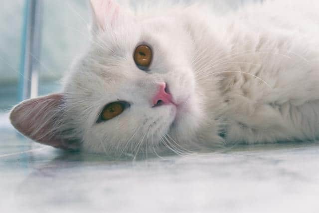 White Cat Dream Meaning