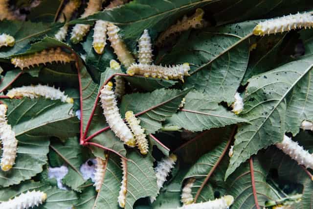 White Caterpillar Dream Meaning