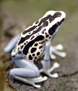 White Frog Dream Meaning