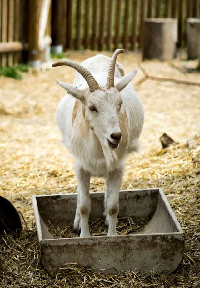 White Goat Dream Meaning