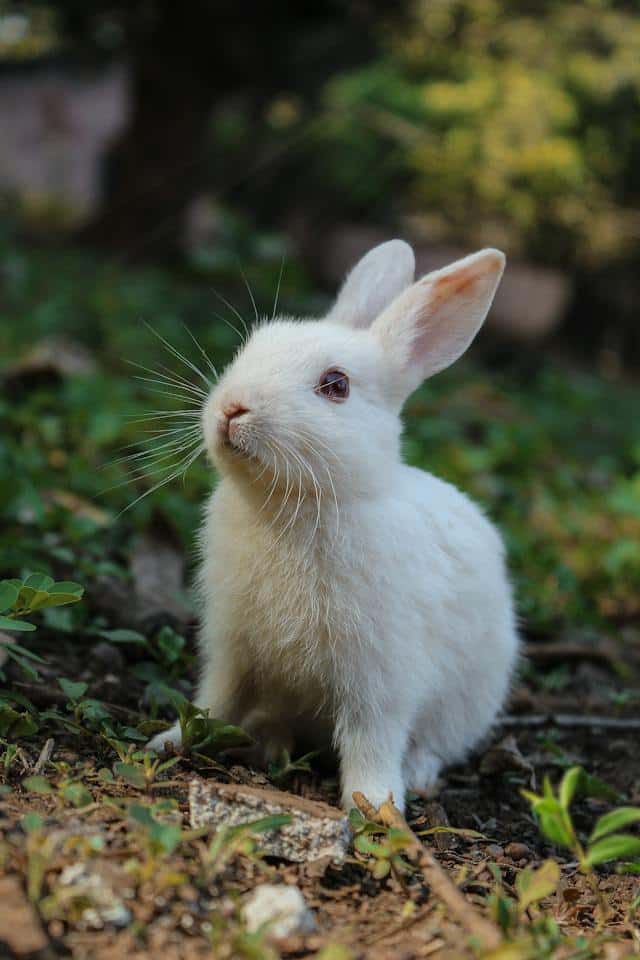 White Rabbit Dream Meaning