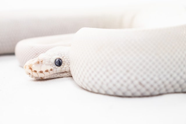 White Snake Dream Meaning