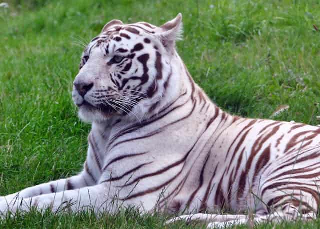 White Tiger Dream Meaning 