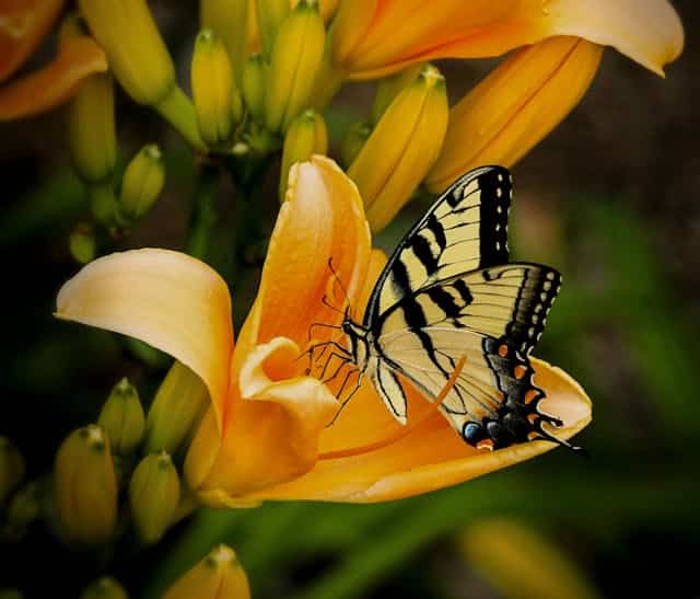 Yellow Butterfly Dream Meaning