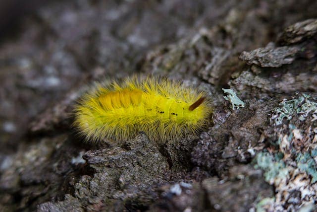 Yellow Caterpillar Dream Meaning