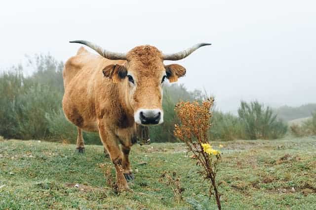 Horned Cow Dream Meaning