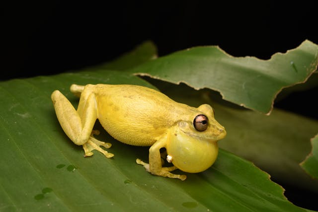 Yellow Frog Dream Meaning