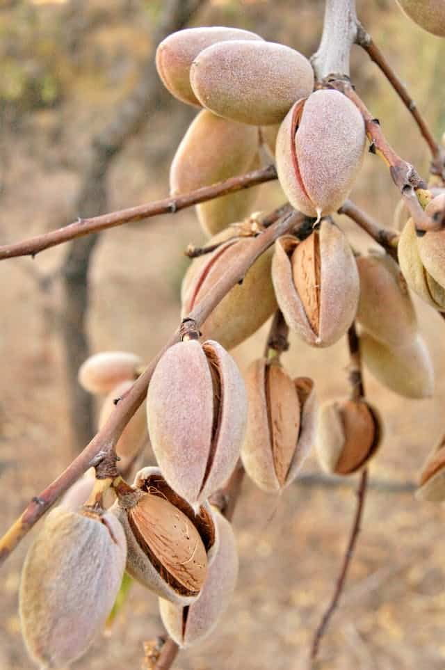 Almond Tree Dream Meaning