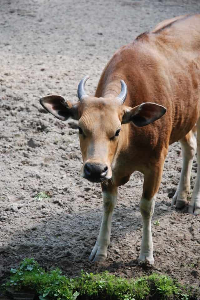 Angry Cow Dream Meaning