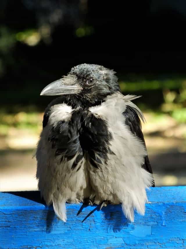 Baby Crow Dream Meaning