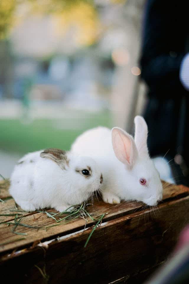 Baby Rabbit Dream Meaning