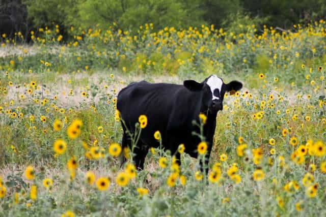 Black Cow Dream Meaning