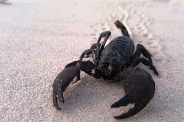 Black Scorpion Dream Meaning