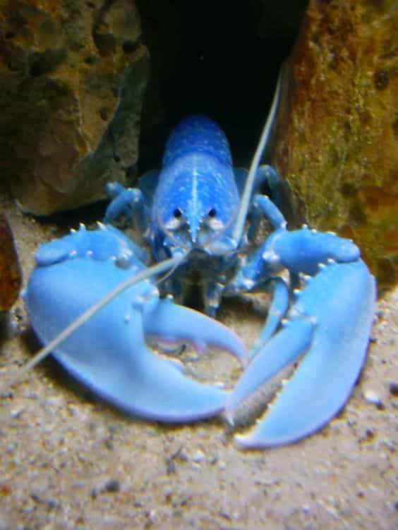 Blue Lobster Dream Meaning