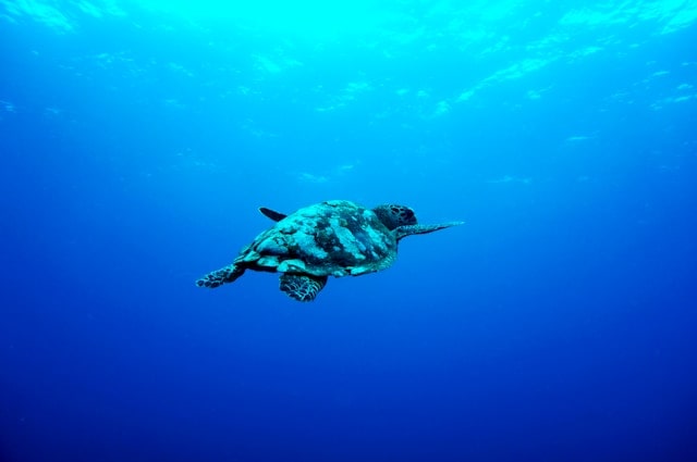 Blue Turtle Dream Meaning