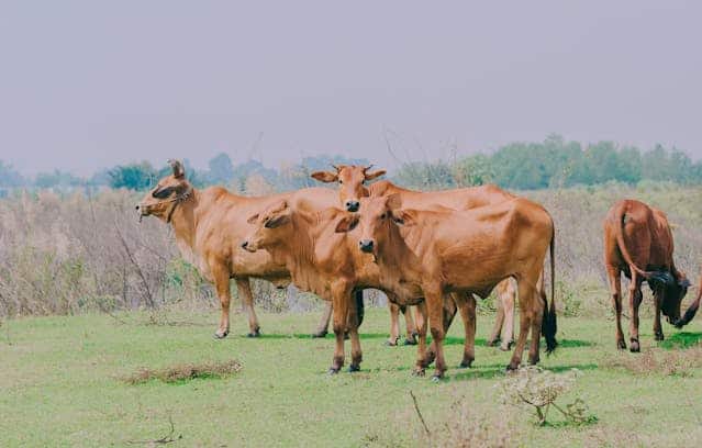 Brown Cow Dream Meaning