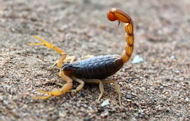 Brown Scorpion Dream Meaning