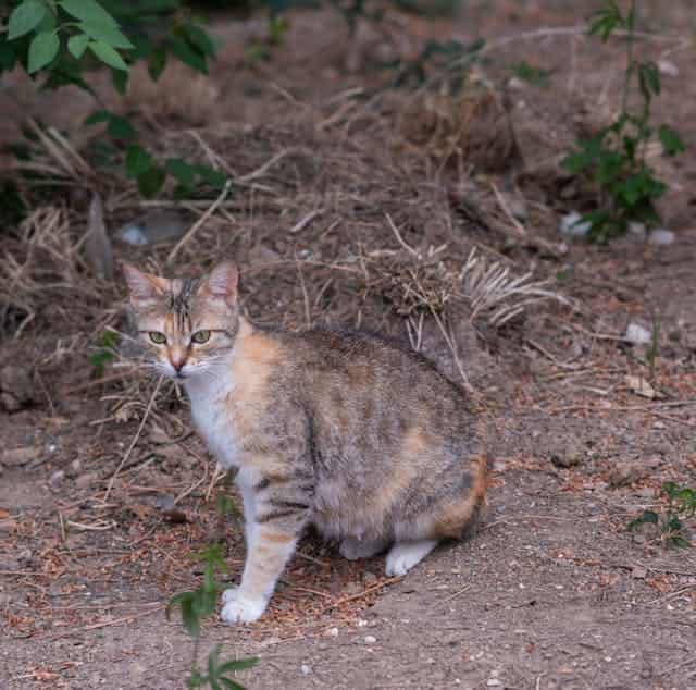 Cat Pee Dream Meaning