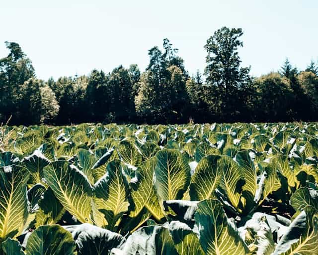 Cauliflower Field Dream Meaning