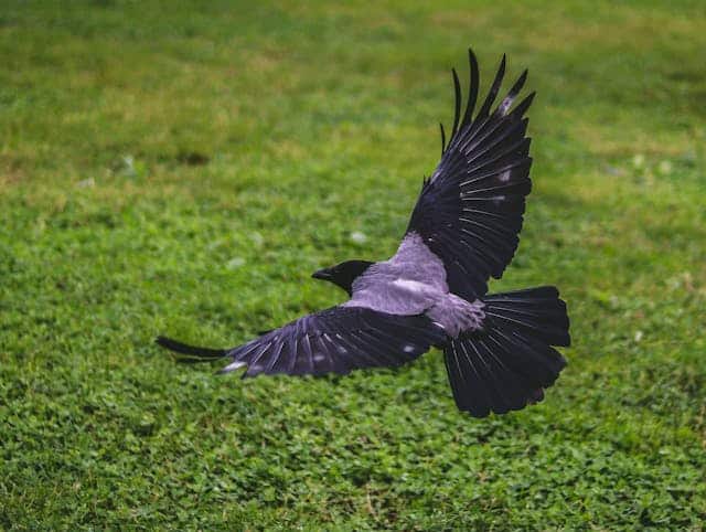 Crow Attack Dream Meaning