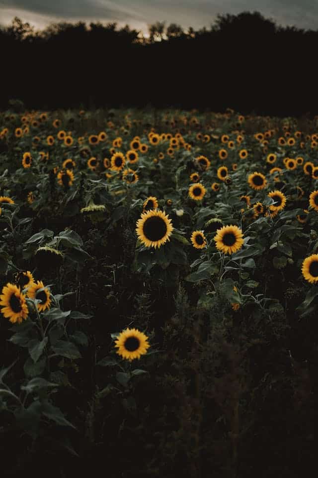 Dream About Picking Sunflowers 