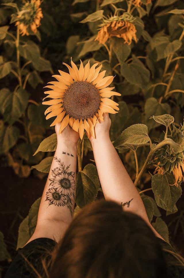 Dream About Planting Sunflowers 