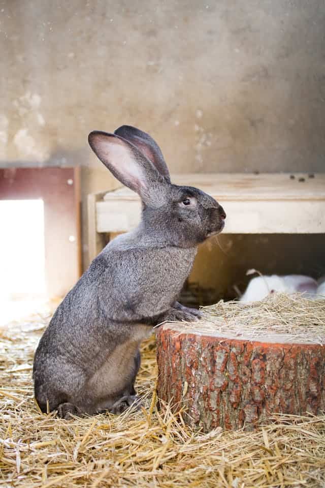 Giant Rabbit Dream Meaning