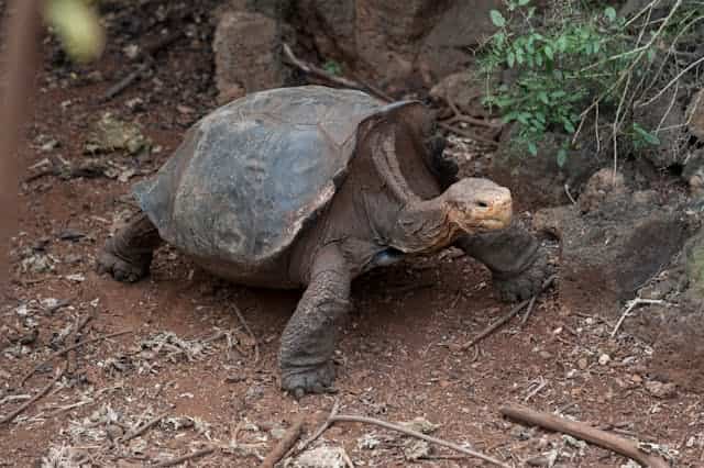 Giant Turtle Dream Meaning