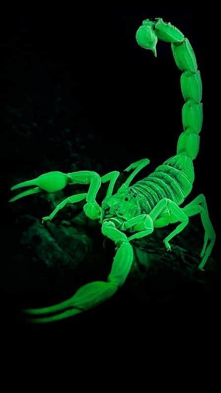 Green Scorpion Dream Meaning