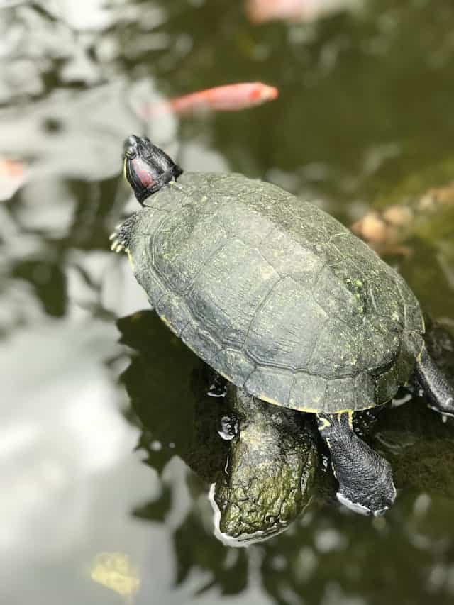 Green Turtle Dream Meaning