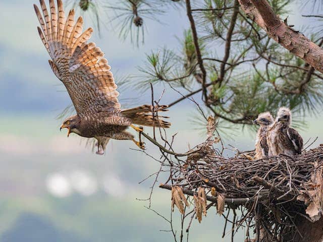 Hawk Chick Dream Meaning 