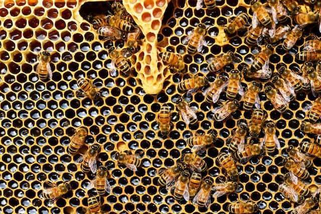 Honeycomb Dream Meaning 