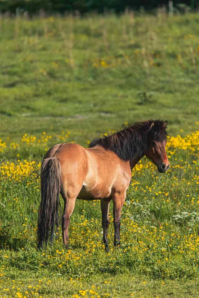 Horse Pee Dream Meaning