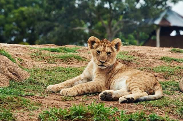 Lion Cub Dream Meaning