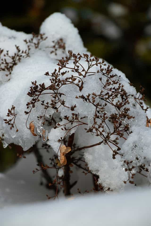 Melting Snow Dream Meaning