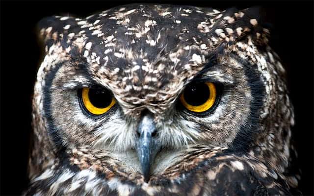 Non-Hooting Owl Dream Meaning