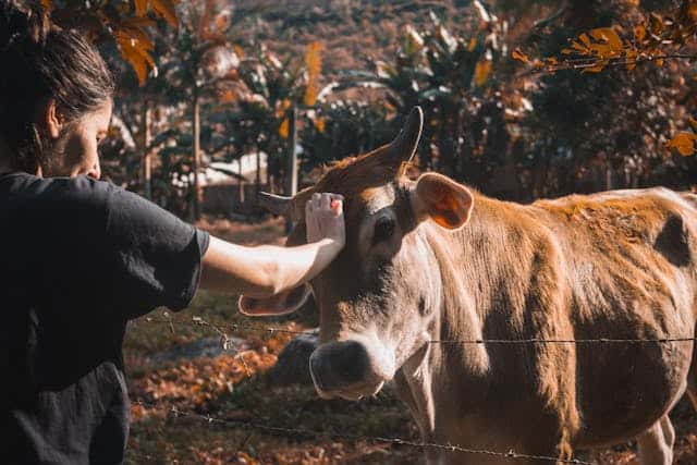 Petting Cow Dream Meaning